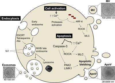 Tumor-Derived Apoptotic Vesicles: With Death They Do Part